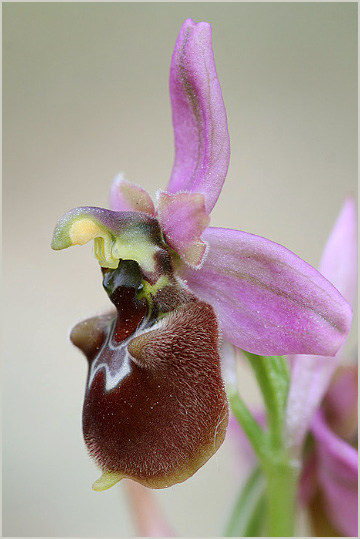 Ophrys ficalhoanax Ophrys sphegodes 4