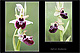 Ophrys insectifera 3