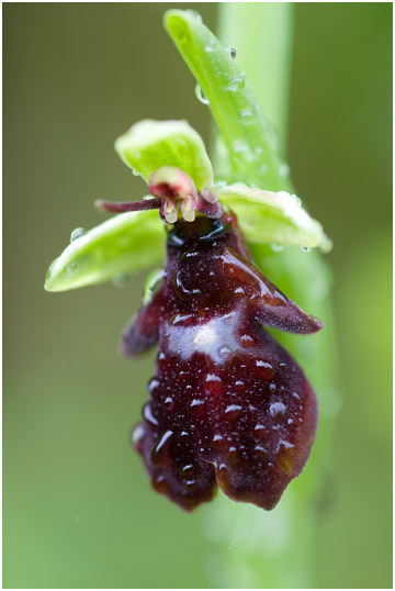 Ophrys insectifera 2