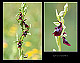 Ophrys insectifera 2