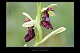Ophrys insectifera 3