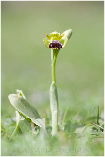 Ophrys lupercalis photo2