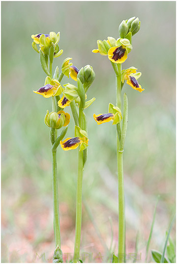 Ophrys lutea 4
