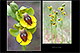 Ophrys lutea 2