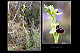 Ophrys passionis 1