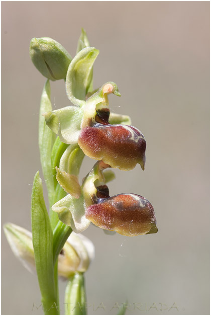 Ophrys riojana 1