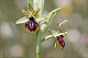 Ophrys riojana 2