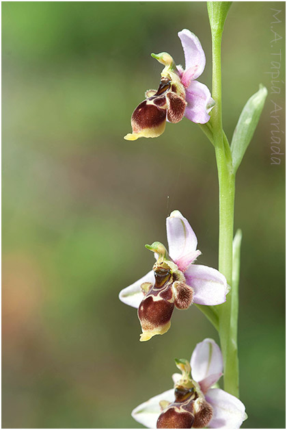 Ophrys santonica 1