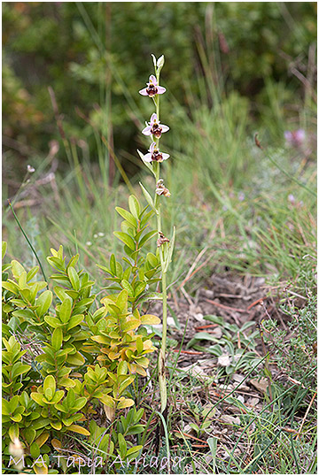 Ophrys santonica 2