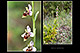 Ophrys santonica 1