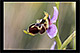 Ophrys santonica 3