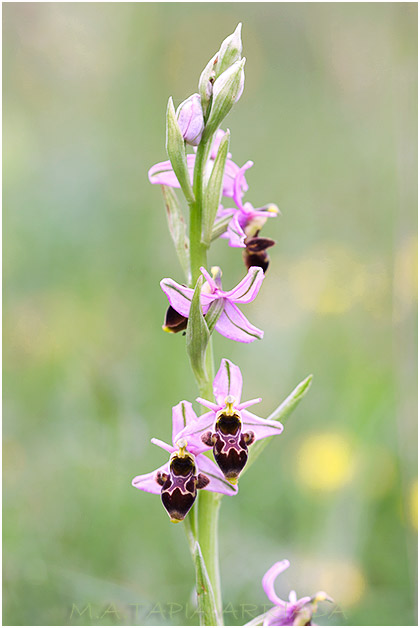 Ophrys scolopax 3