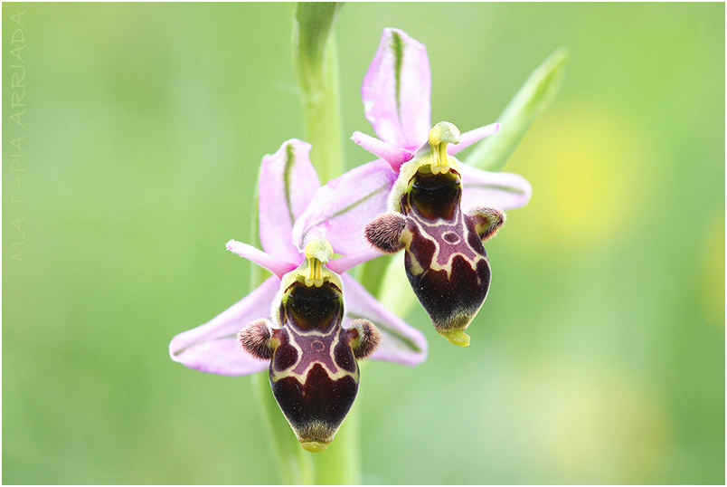 Ophrys scolopax 5