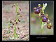 Ophrys speculum 1