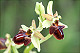 Ophrys sphegodes 3