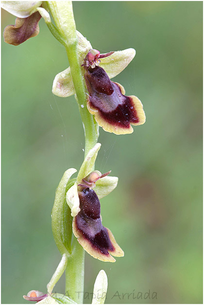 Ophrys subinsectifera 5