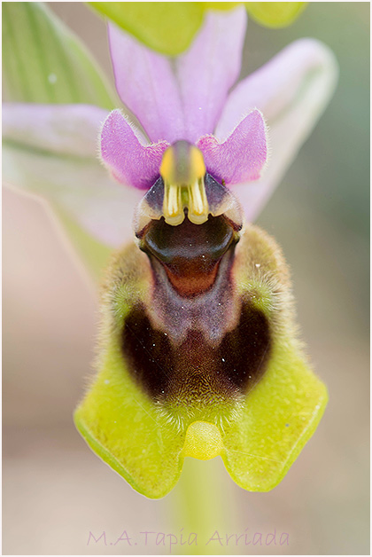 Ophrys tenthredinifera 3