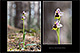 Ophrys tenthredinifera 1