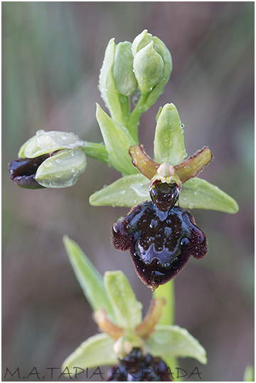 Ophrys speculum x Ophrys sphegodes 2