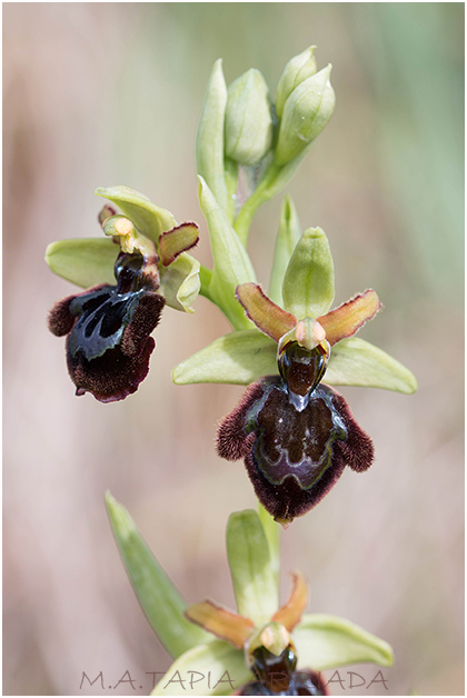 Ophrys speculum x Ophrys sphegodes 5