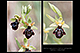 Ophrys speculum x Ophrys sphegodes 3