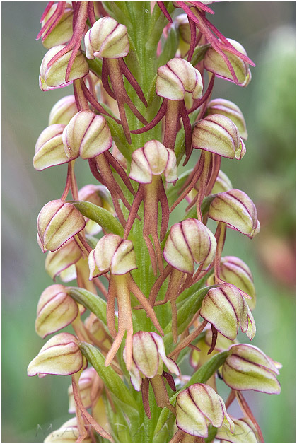 Aceras anthropophorum 3