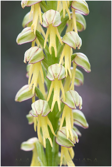 Aceras anthropophorum 4