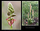 Orchis anthropophora 1