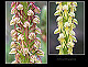 Orchis anthropophora 2
