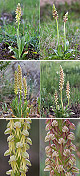 Orchis anthropophora Artxibo