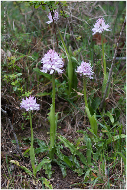 Orchis italica 1
