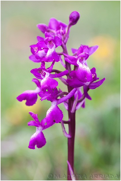 Orchis langei 3