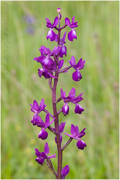Orchis laxiflora 3