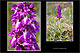 Orchis mascula 1