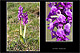 Orchis mascula 2