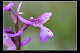 Orchis morio 3