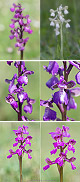 Orchis morio Artxibo