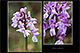 Orchis olbiensis 2