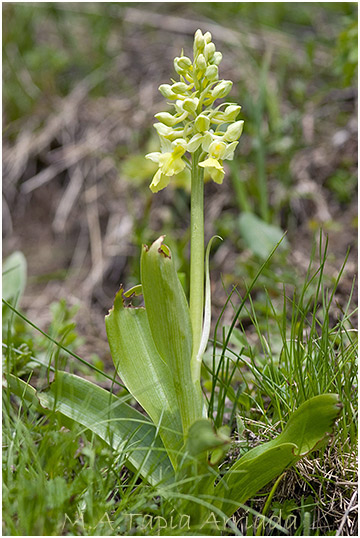 Orchis pallens 2