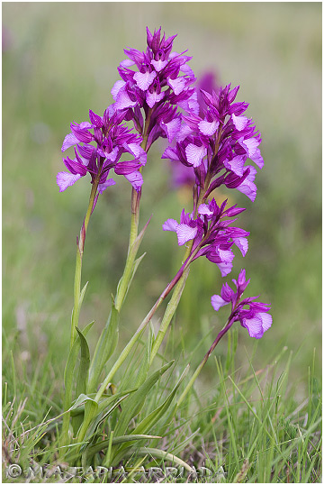 Orchis papilionacea 2