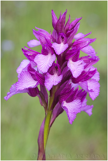 Orchis papilionacea 6