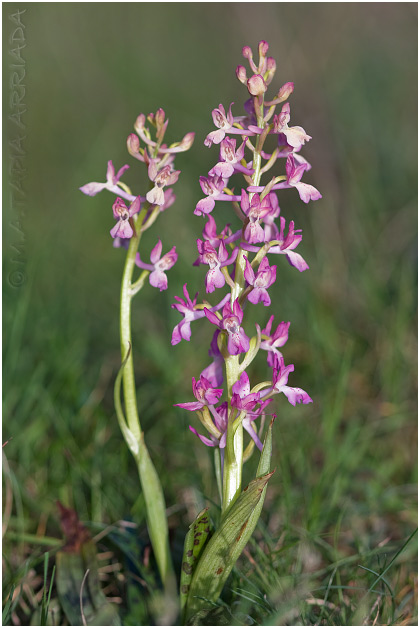 Orchis provincialis 3