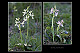 Orchis provincialis 1