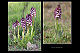 Orchis purpurea 1