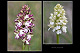 Orchis purpurea 3