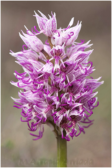 Orchis simia 2