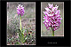 Orchis simia 1