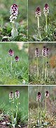 Orchis ustulata Artxibo