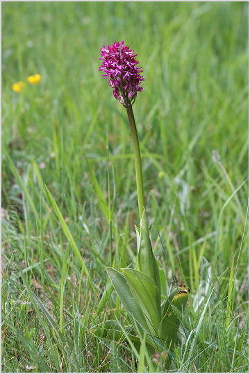 Orchis x angusticruris 2