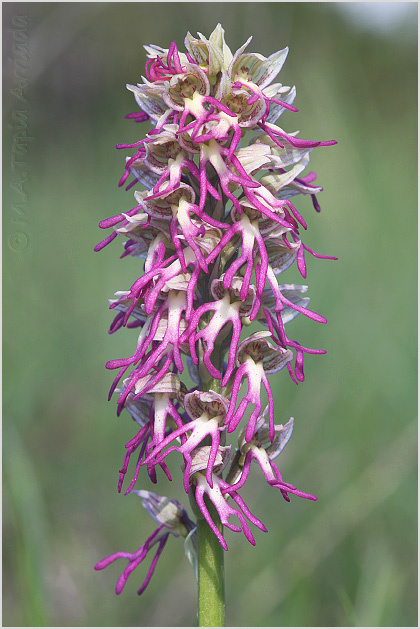 Orchis x bergonii 3
